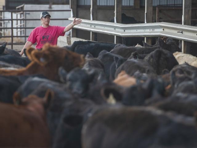 Let me be the first to remind you that emotional reactions are the absolute last thing that our market needs. Read the latest Cattle on Feed report in its full context so you better understand the full picture. (DTN file photo by Joel Reichenberger)