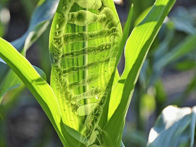 USDA released a new biotechnology rule on Thursday that details crops that would avoid the regulatory approval process. The rule maintains non-regulated status for crops developed using gene-editing techniques such as CRISPR-Cas9 technology, as long as they do not pose a plant-pest risk. (DTN file photo and Getty Images graphic)