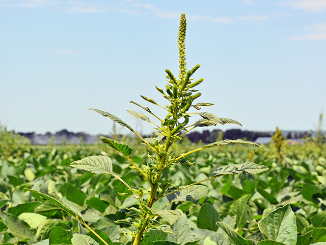 Some Palmer amaranth populations in Tennessee are resistant to dicamba and weed scientists are worried about the efficacy of 2,4-D and glufosinate, as well. (DTN photo by Emily Unglesbee) 