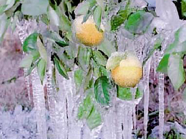 Frozen oranges from an extreme weather event comparable to the one that hit Texas agriculture last week. While we keep seeing more concerns about climate legislation leading to regulatory fears, agricultural leaders aren't highlighting the worries about increasing extreme weather events. A hearing on agriculture and climate change is set for Thursday in the House Agriculture Committee. (DTN file photo from the National Weather Service) 