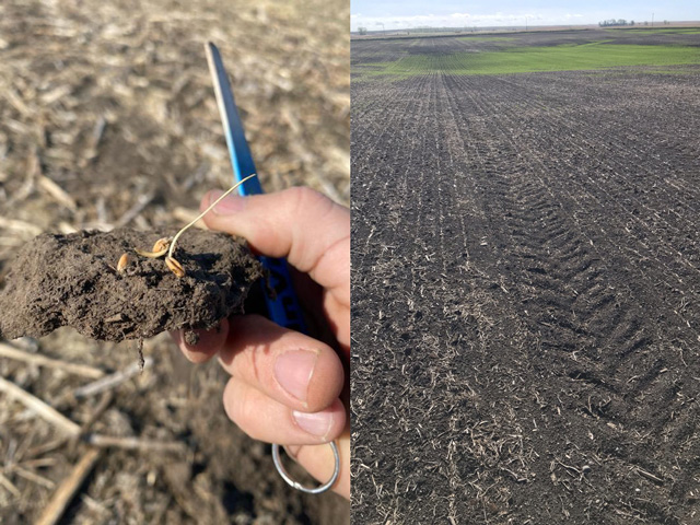 Pictured on the left is nearly dead wheat at Paul Anderson&#039;s farm near Underwood, North Dakota. On the right is a struggling spring wheat field in Devils Lake, North Dakota. (Photo on the left by Travis Evanson, agronomist for Wholesale Ag, Underwood, North Dakota; photo on the right by Jason Hanson, agronomist and owner of Rock and Roll Agronomy, LLC Webster, North Dakota)