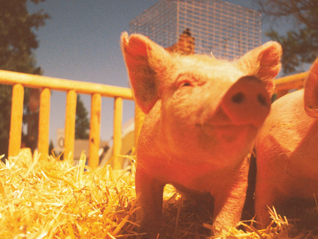 A federal appeals court listened to oral arguments in a case challenging California&#039;s Proposition 12, a law that regulates hog producers. (DTN file photo)