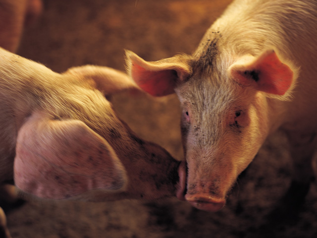 USDA announced plans to establish an animal disease protection zone in Puerto Rico and the U.S. Virgin Islands to prevent the spread of African swine fever. (DTN file photo)