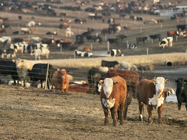 The EPA announced plans this week to form a committee to study pollution coming from confined animal feeding operations. (DTN/Progressive Farmer file photo)