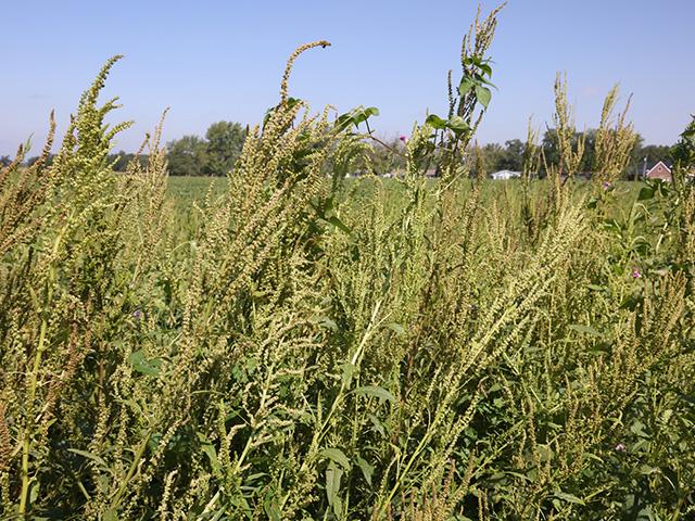 Waterhemp is one tough weed. Populations likely to be resistant to dicamba herbicide have been found in fields in central and east-central Iowa. Illinois and Tennessee already have confirmed resistance. (DTN photo by Pamela Smith)