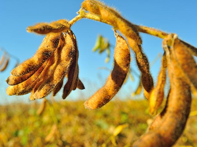 Soybeans will play a major part in China&#039;s effort to fulfill its phase one trade agreement commitments, with one experts saying it could make up 60% or more of purchases. (Progressive Farmer image by Jim Patrico)