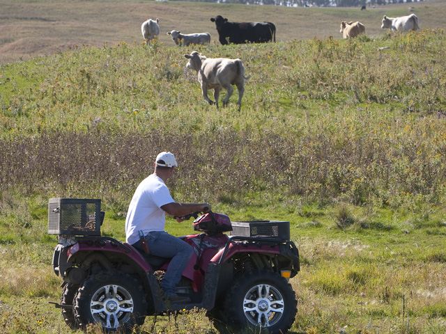 A farmer uses an all-terrain vehicle (ATV) to check his grazing cattle. (DTN file photo)