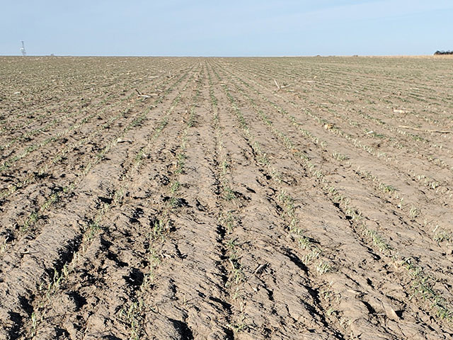 This western Kansas wheat field was no-tilled into a thick oat cover crop, but recent winds ripped across stands and have farmers hoping for recovery. (Photo courtesy of Alex Millershaski)