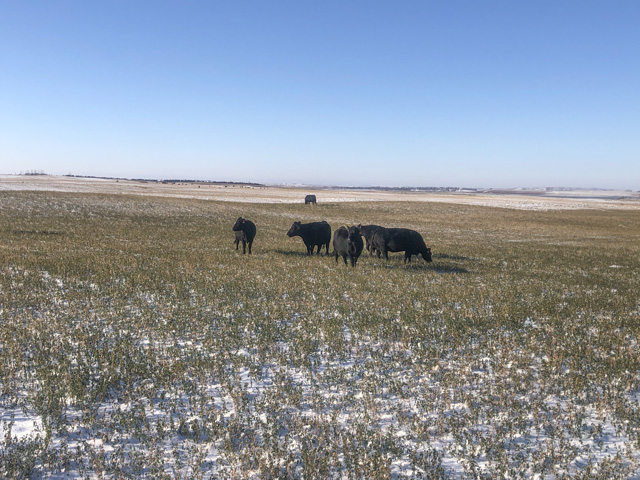 Cattle graze on alfalfa in late October at the North Dakota State University Central Grasslands Research Extension Center near Streeter, North Dakota. (Photo courtesy of Kevin Sedivec)