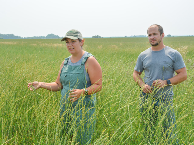 Anne and Peter Schwagerl stand in a Kernza field on their farm near Browns Valley, Minnesota. The Schwagerls are among a group of Minnesota farmers who are forming a cooperative to market and expand the production of Kernza, a perennial wheat grass first developed by the Land Institute in Kansas. (DTN photo by Chris Clayton)