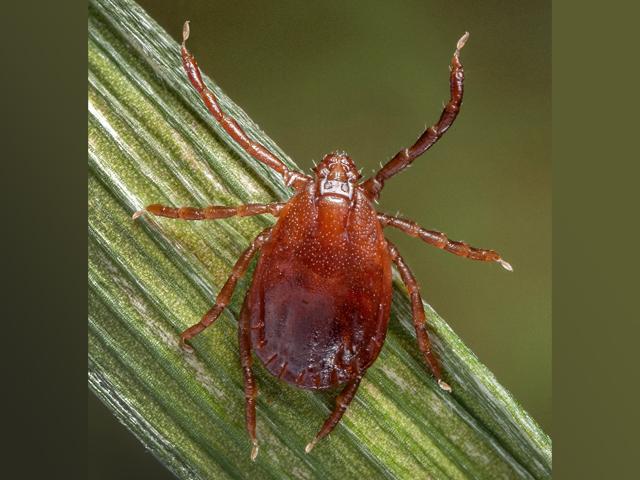 A parasite common to cattle, the Asian longhorned tick has been identified in some 19 states as of 2023. (Photo by James Gathany, courtesy of the CDC)