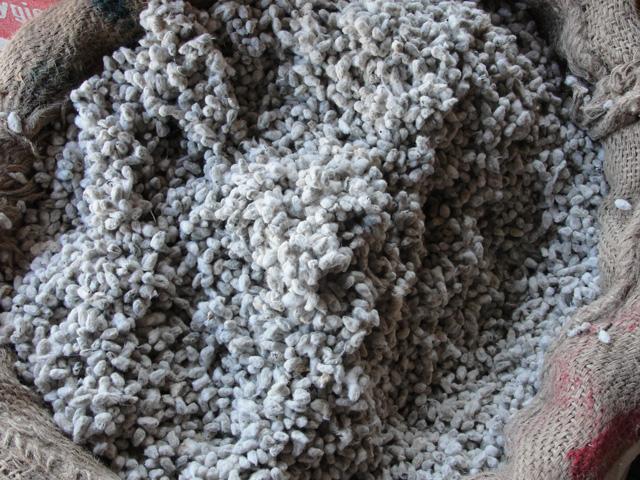 With record-high feed and supplement costs across much of the beef industry, many producers look to whole cottonseed (WCS) to boost rations. (Photo by Thamizhpparithi Maari; CC-BY-SA-3.0)