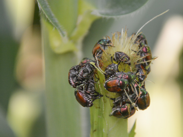 Japanese beetles can be ravenous feeders on corn ear silk, such as these pests in an Ankeny, Iowa, field. In sufficient numbers, Japanese beetles can hamper pollination and reduce yields. (DTN photo by Matthew Wilde)