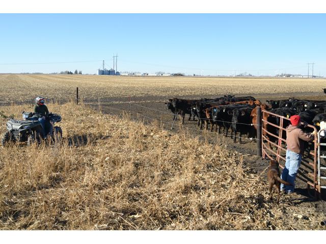 Just as a handyman doesn't use every tool in his toolbox every day, as cattlemen we must do the same in how we use and view the Cattle on Feed reports. (DTN file photo by Jim Patrico)