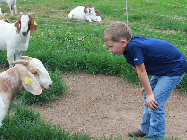 Henry Stewart and his family from Judsonia, Arkansas, raise goats, cattle and sheep they planned to show this year.  They had to make adjustments when their normal shows such as the county fair got canceled because of COVID-19 concerns. Some state fairs have also had to make adjustments so youths can still show livestock. (DTN photo by Jessica Wesson)