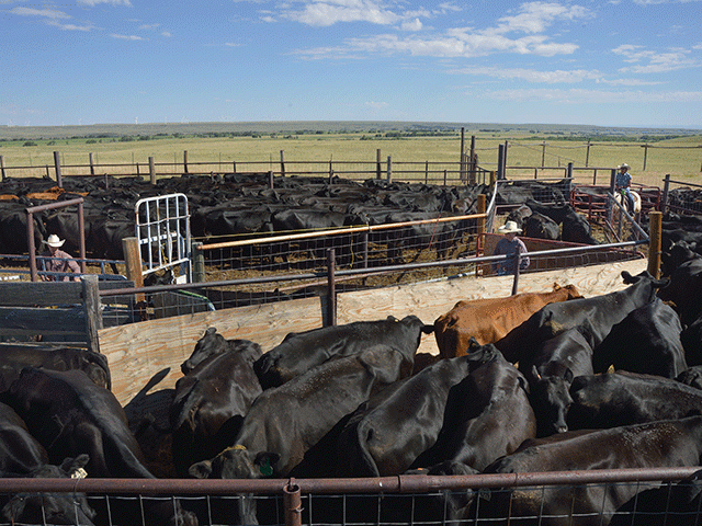 The Senate Agriculture Committee on Wednesday advanced a pair of bills tied to cattle markets. The main bill would require USDA to set minimum levels of negotiated cash trade around the country. That would affect certain states such as Texas, Oklahoma and Kansas more than others. (DTN file photo by Jim Patrico)