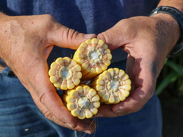 The sixth DTN Digital Yield Tour found a comeback corn crop that could yield an average of 177 bushels per acre. (DTN photo by Elaine Shein)