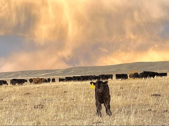 Regions already hard hit by drought seem to be experiencing more calf losses early in the season. (DTN/Progressive Farmer file photo by ShayLe Stewart)