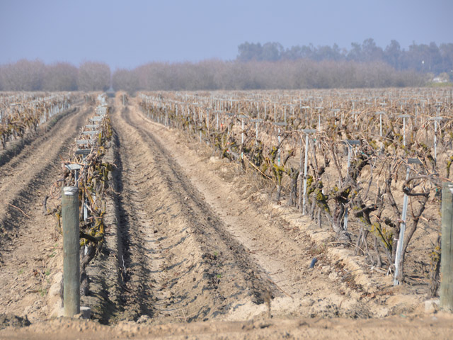 Grape vines dry up due to drought conditions in parts of California. Farmers in areas such as the Central Valley are facing exceptional drought for the second year in a row while state and federal irrigation allocations are ratcheted down as well. (DTN file photo by Greg Horstmeier)