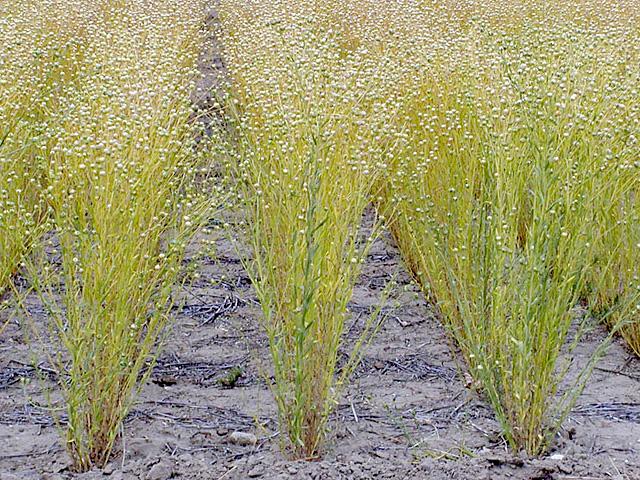 USDA conservation programs for cover crops and carbon sequestration will get an injection of $20 billion over 10 years if Congress passes the Inflation Reduction Act. At least one company says that could boost production of crops such as camelina as winter cover that could also produce vegetable oil. (DTN file photo) 