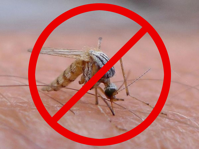 Should mankind strive to render the entire mosquito family extinct, worldwide? (Illustration by Nick Scalise, photo by theglobalpanorama, CC BY-SA 2.0)