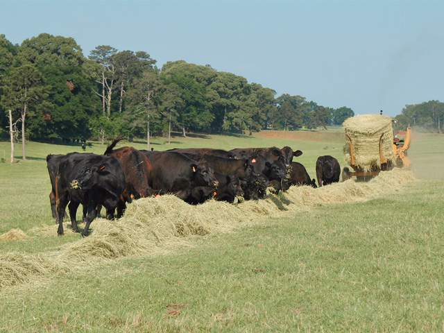 Hay isn&#039;t likely to get any cheaper, so plan now for the most efficient way to feed. (PF photo by Becky Mills)