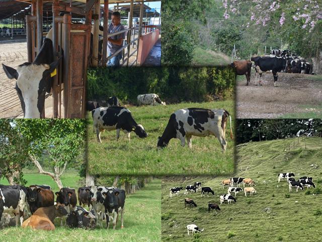 More than 60% of Puerto Rico&#039;s dairy production is concentrated around Hatillo, about 50 miles outside of San Juan. Partly because of high feed prices, the island&#039;s dairy industry looks to increase pasture grazing to reduce costs. Agritourism and niche creameries also are becoming more popular for farmers. Hear more about the island by going to the video links in the story. (DTN photos by Chris Clayton) 