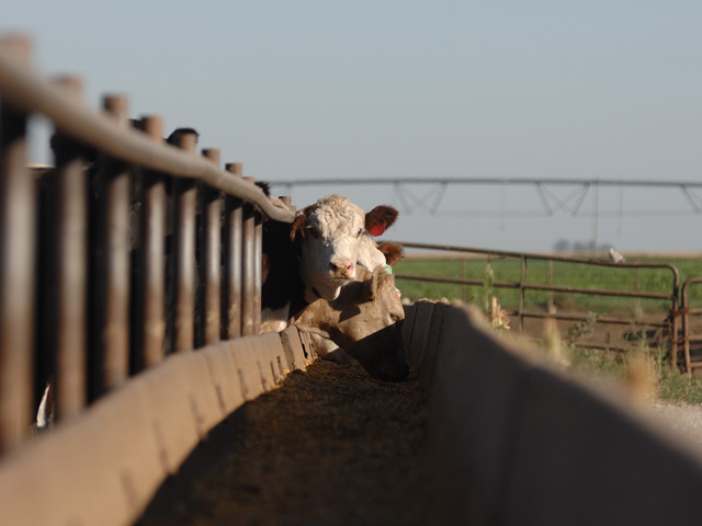 The Cattle Market Transparency Act of 2021 is gaining traction in Congress, as the market-transparency bill was introduced in the United States Senate on Tuesday. (DTN/Progressive Farmer file photo by Jim Patrico)