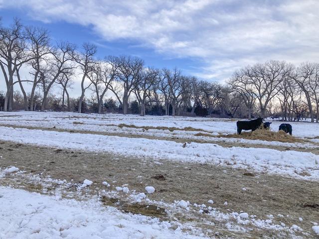 A tree line windbreak, such as this one at Johnstown, Nebraska, can protect livestock from extreme winter temperatures and provide improved wildlife habits. (Photo courtesy of Frank Beel)