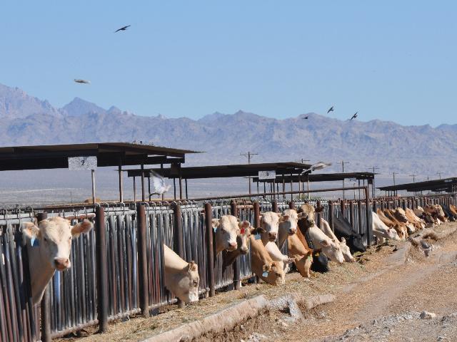 Feeder cattle contracts led the plunge in prices on Thursday, falling nearly $8 per cwt in nearby contracts. (DTN file photo by Chris Clayton)