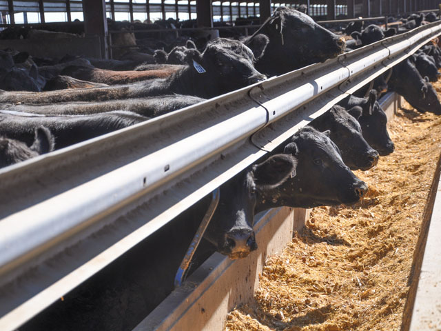 USDA's undersecretary for marketing and regulatory programs said on Tuesday that a report on the volatility in cattle markets is coming soon. R-CALF USA also released a six-year-old GIPSA report showing the marketing agreements suppress the prices of fed cattle overall.  (DTN image by Chris Clayton)