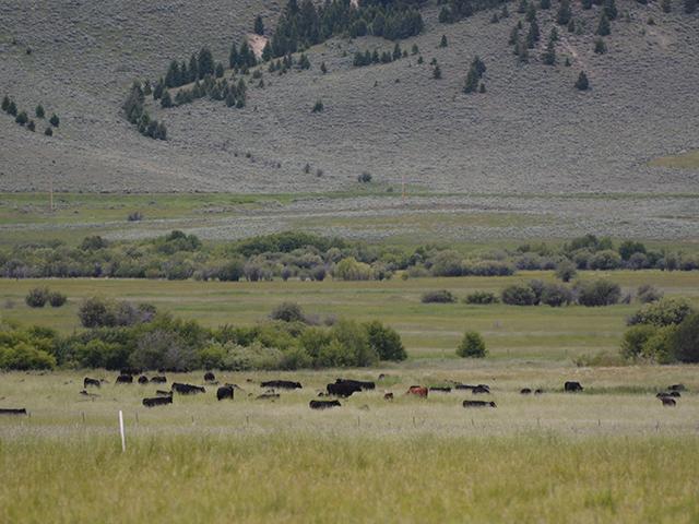 Cattle graze on a ranch in Montana in late June. High-end ranch sales in the state have slowed since 2021, but a few large historic ranches have recently sold. (DTN photo by Chris Clayton)