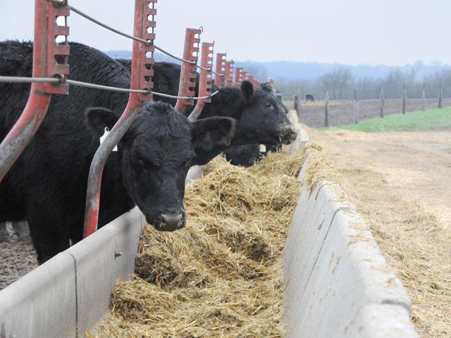Fat cattle are those cattle in a feedlot that are ready for processing. Depending on the feeder, fat cattle will generally weigh between 1,250 and 1,500 pounds each. (DTN/Progressive Farmer file photo)