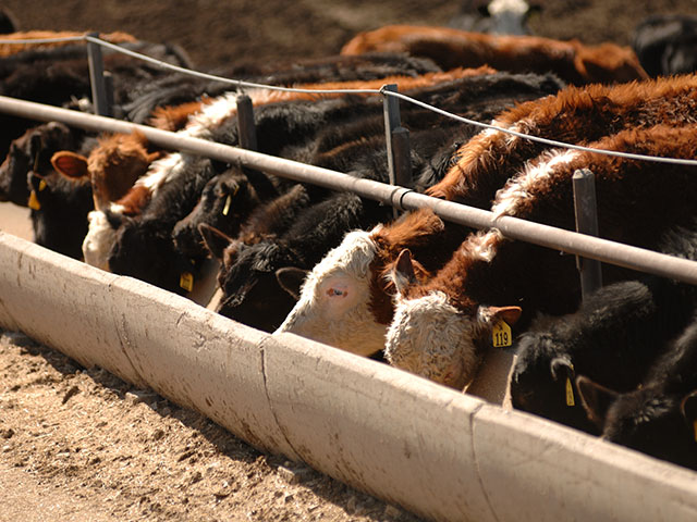 With the news of a new packing plant expecting to break ground this fall and slightly higher dressed cattle prices last week -- the market may be finally ready to soak up a spring rally. (DTN file photo by Jim Patrico)
