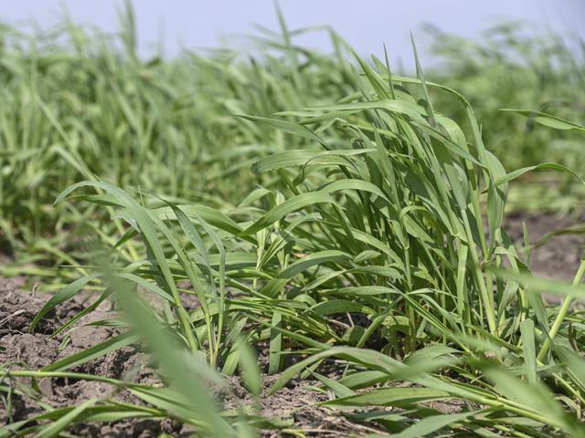 There&#039;s still time to plant some cover crops such as cereal rye (pictured), winter wheat and triticale due to the cold tolerance of the plants. (DTN photo by Matthew Wilde)