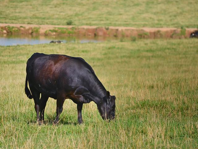 Drought and higher corn prices are challenges the cattle industry will likely face in the coming year. (DTN&#092;Progressive Farmer photo by Victoria G. Myers)