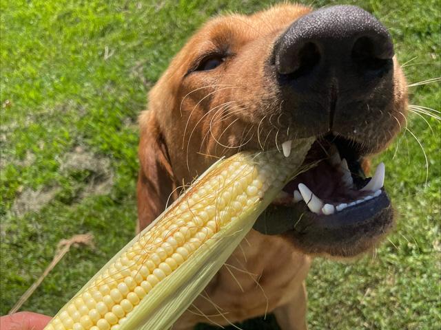 Chandra and Mike Langseth&#039;s dog, Finn, provided a photo opportunity earlier this season as the couple drew corn yield samples and reported on crop potential as part of a DTN feature. (Photo courtesy of Chandra Langseth)