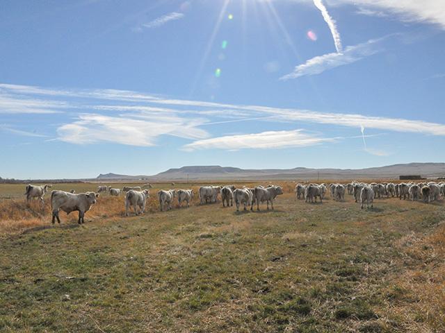 Charolais cattle graze on a Montana ranch north of Great Falls in 2015. A group of companies and foundations on Tuesday announced a new initiative to help promote more regenerative grazing practices on grazing lands and avoid conversion of the ground. (DTN file photo by Chris Clayton)