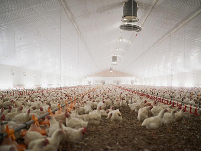 A White House memorandum on national security highlights the impact of animal diseases such as avian influenza on the food supply. The memo calls for enhancing the National Veterinary Stockpile at USDA as one way to protect against security risks to the food supply. (DTN file photo)