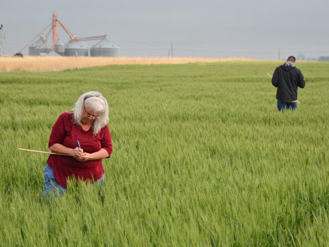 Chris Kirby, left, Oklahoma Wheat Commission director of marketing and communications, checks wheat yields last May near Burlington, Oklahoma, during the 2021 Wheat Quality Council Hard Winter Wheat tour. (DTN file photo by Matthew Wilde)