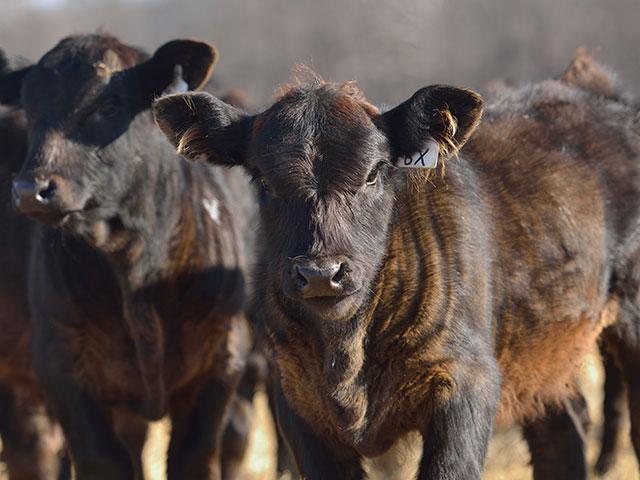 Tight beef supplies in the U.S. are being offset globally. (DTN/Progressive Farmer file photo)