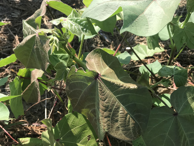 A cotton plant that tested positive for cotton leafroll dwarf virus exhibits a symptom of the virus called tenting. The virus and associated disease has the potential to reduce cotton yields. (DTN Photo Courtesy of Auburn University)