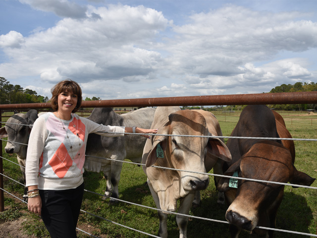 Geneticist Raluca Mateescu is a leader in thermotolerance research in cattle. (PF photo by Becky Mills)
