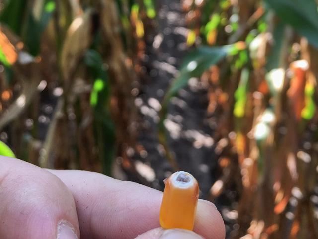 Black layer is developmental stage in corn that we talk about. Do you know what it means? (Photo by Luke Cole)