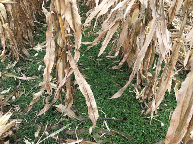 A cover crop stand interseeded into corn grows on a field in Illinois. Continuous vegetation such as cover crops increase soil carbon stocks and reduce carbon losses. The Senate Agriculture Committee will hear Wednesday about regenerative agriculture and carbon sequestration, and how USDA could help grow carbon markets. (DTN file photo by Pamela Smith) 