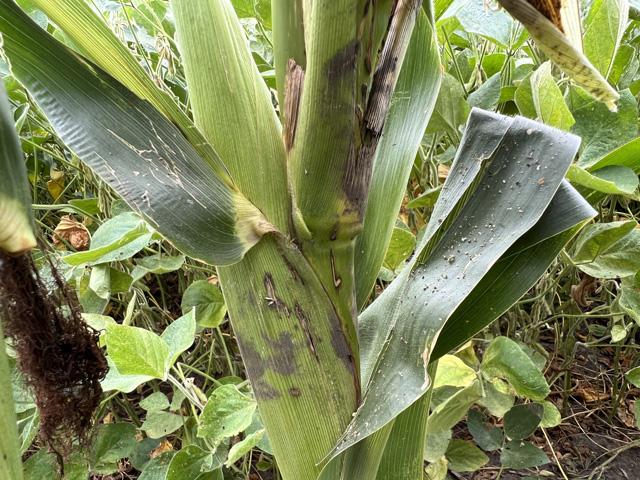 If you see black or brown gunk or discolorations around the leaf whorl, it might just be pollen that has collected. (DTN photo by Pamela Smith)