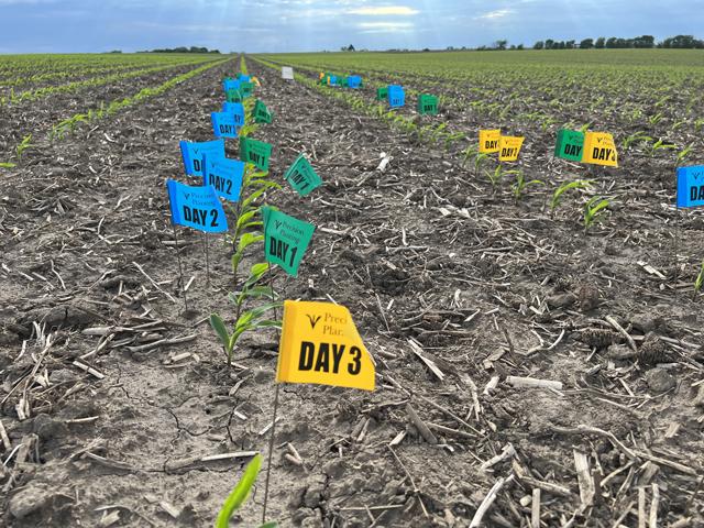A simple exercise of flagging as corn emerges can be a diagnostic tool to help tweak planting practices next year. (DTN photo by Pamela Smith)