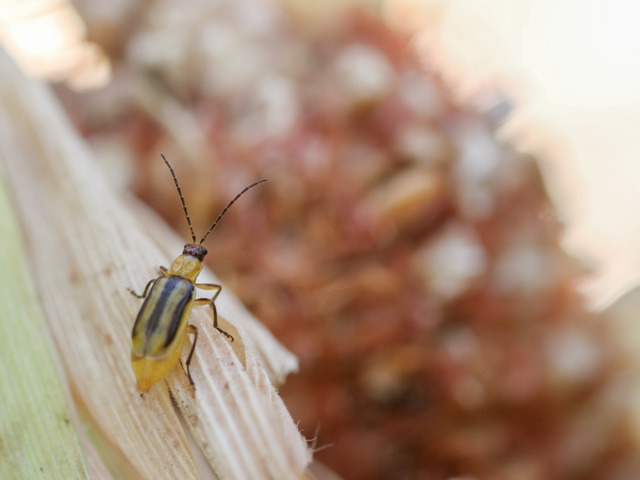 Western corn rootworm populations saw a rebound in some corn-growing regions this year. Growers should keep their guard up against this insect, which has growing Bt resistance problems. (DTN photo by Pamela Smith)