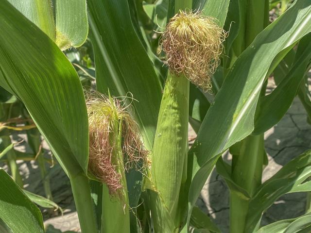 A review of corn production in analog seasons suggests that 2022 corn yields will be lower than a year ago. (DTN photo by Bryce Anderson)