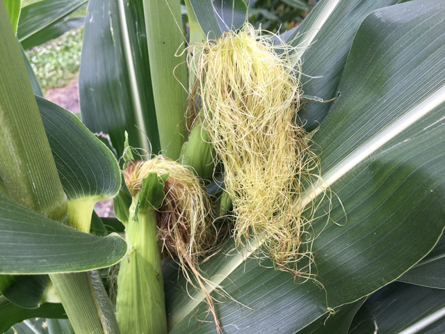 Corn silking, 29 percent complete over the July 12 weekend, stands to have favorable conditions over many top-yielding areas in the next week. (DTN photo by Pamela Smith)